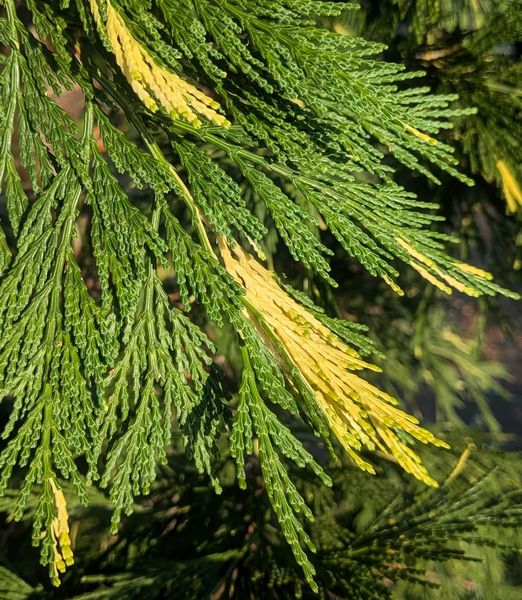 Libocedrus decurrens 'Aureovariegata' 25lit.